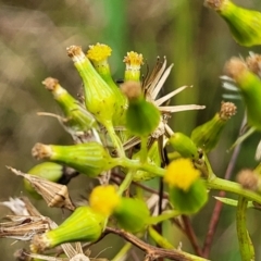 Senecio hispidulus (Hill Fireweed) at Bowral, NSW - 7 Jan 2023 by trevorpreston