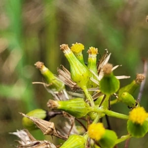 Senecio hispidulus at Bowral, NSW - 7 Jan 2023