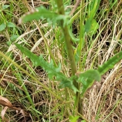 Senecio hispidulus at Bowral, NSW - 7 Jan 2023