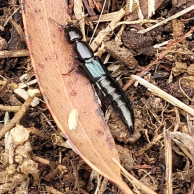 Thyreocephalus sp. (genus) (Rove beetle) at Bowral - 7 Jan 2023 by trevorpreston