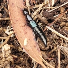 Thyreocephalus sp. (genus) (Rove beetle) at Bowral - 7 Jan 2023 by trevorpreston