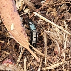 Thyreocephalus sp. (genus) at Bowral, NSW - 7 Jan 2023 03:50 PM