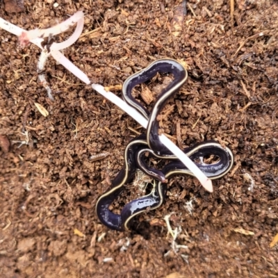 Caenoplana coerulea (Blue Planarian, Blue Garden Flatworm) at Wingecarribee Local Government Area - 7 Jan 2023 by trevorpreston