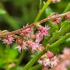 Gonocarpus tetragynus (Common Raspwort) at Bowral - 7 Jan 2023 by trevorpreston