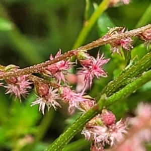 Gonocarpus tetragynus at Bowral, NSW - 7 Jan 2023