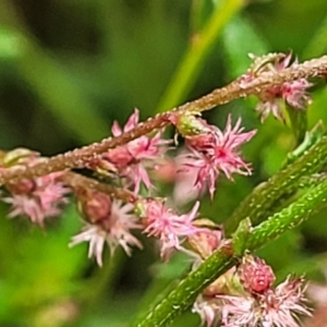 Gonocarpus tetragynus at Bowral, NSW - 7 Jan 2023