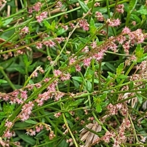 Gonocarpus tetragynus at Bowral, NSW - 7 Jan 2023