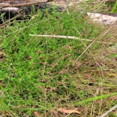 Gonocarpus tetragynus at Bowral, NSW - 7 Jan 2023