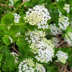 Platysace lanceolata (Shrubby Platysace) at Wingecarribee Local Government Area - 7 Jan 2023 by trevorpreston