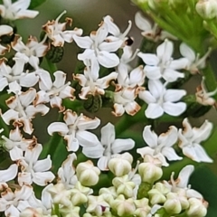Platysace lanceolata at Bowral, NSW - 7 Jan 2023 03:48 PM