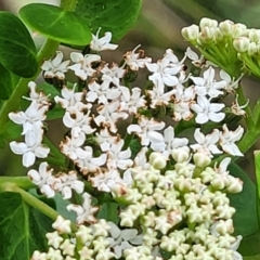 Platysace lanceolata at Bowral, NSW - 7 Jan 2023 03:48 PM