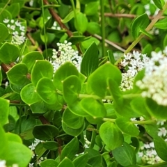 Platysace lanceolata at Bowral, NSW - 7 Jan 2023