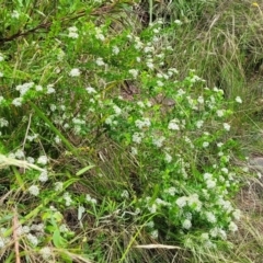 Platysace lanceolata at Bowral, NSW - 7 Jan 2023 03:48 PM
