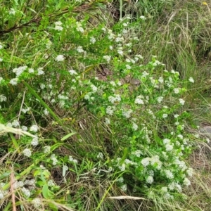 Platysace lanceolata at Bowral, NSW - 7 Jan 2023