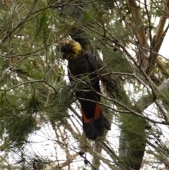 Calyptorhynchus lathami (Glossy Black-Cockatoo) at Jervis Bay National Park - 2 Jan 2023 by RobG1