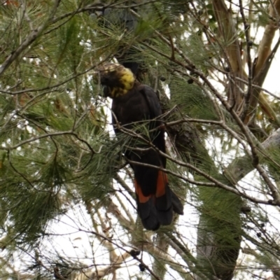 Calyptorhynchus lathami (Glossy Black-Cockatoo) at Vincentia, NSW - 2 Jan 2023 by RobG1