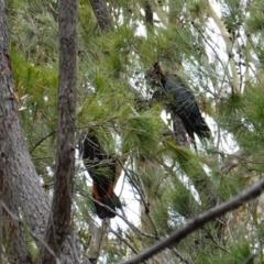 Calyptorhynchus lathami lathami at Vincentia, NSW - 2 Jan 2023