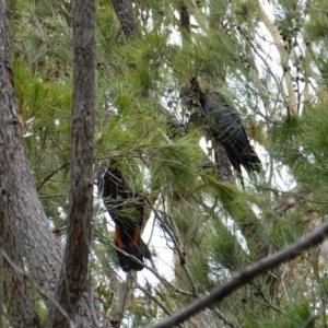 Calyptorhynchus lathami lathami at Vincentia, NSW - suppressed