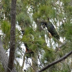 Calyptorhynchus lathami lathami at Vincentia, NSW - suppressed