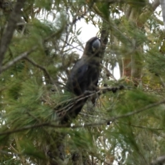 Calyptorhynchus lathami lathami at Vincentia, NSW - suppressed