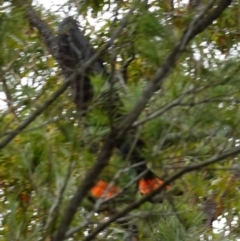 Calyptorhynchus lathami lathami at Vincentia, NSW - suppressed