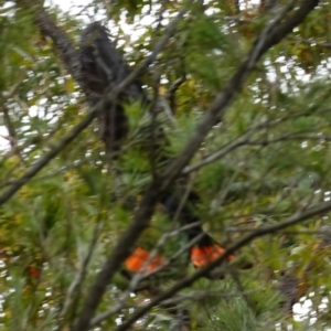 Calyptorhynchus lathami lathami at Vincentia, NSW - suppressed