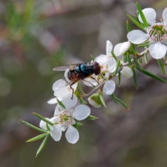 Austalis copiosa (Hover fly) at Paddys River, ACT - 7 Jan 2023 by DPRees125