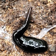 Parakontikia ventrolineata (Stripe-bellied flatworm) at Bowral - 7 Jan 2023 by trevorpreston