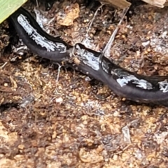 Parakontikia ventrolineata at Wingecarribee Local Government Area - 7 Jan 2023 03:46 PM