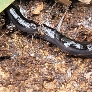 Parakontikia ventrolineata at Wingecarribee Local Government Area - 7 Jan 2023 03:46 PM