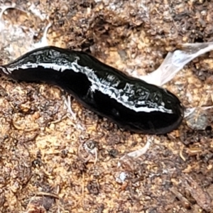 Parakontikia ventrolineata at Wingecarribee Local Government Area - 7 Jan 2023 03:46 PM