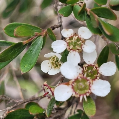 Gaudium trinervium (Paperbark Teatree) at Bowral, NSW - 7 Jan 2023 by trevorpreston