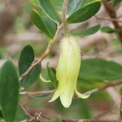 Billardiera mutabilis (Climbing Apple Berry, Apple Berry, Snot Berry, Apple Dumblings, Changeable Flowered Billardiera) at Bowral - 7 Jan 2023 by trevorpreston