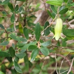 Billardiera mutabilis at Bowral, NSW - 7 Jan 2023