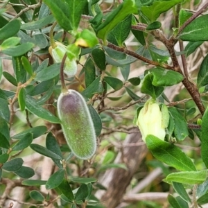 Billardiera mutabilis at Bowral, NSW - 7 Jan 2023