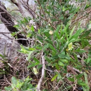 Billardiera mutabilis at Bowral, NSW - 7 Jan 2023