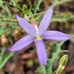 Isotoma axillaris at Bowral, NSW - 7 Jan 2023 03:41 PM