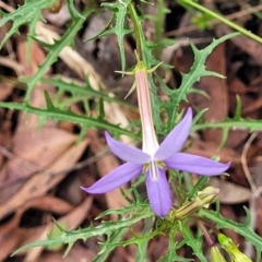 Isotoma axillaris at Bowral, NSW - 7 Jan 2023 03:41 PM