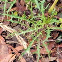 Isotoma axillaris at Bowral, NSW - 7 Jan 2023 03:41 PM