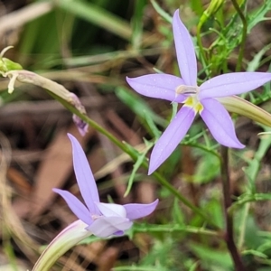 Isotoma axillaris at Bowral, NSW - 7 Jan 2023 03:41 PM