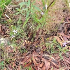 Isotoma axillaris at Bowral, NSW - 7 Jan 2023 03:41 PM