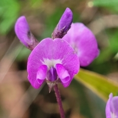 Glycine clandestina (Twining Glycine) at Bowral, NSW - 7 Jan 2023 by trevorpreston