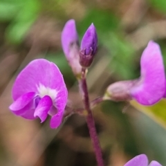 Glycine clandestina at Bowral, NSW - 7 Jan 2023 03:40 PM