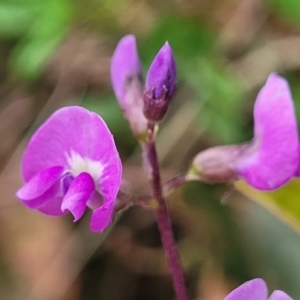 Glycine clandestina at Bowral, NSW - 7 Jan 2023