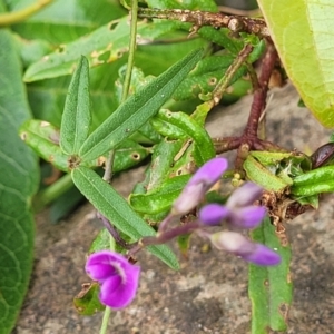 Glycine clandestina at Bowral, NSW - 7 Jan 2023 03:40 PM