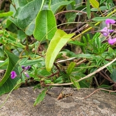 Glycine clandestina at Bowral, NSW - 7 Jan 2023 03:40 PM