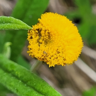 Coronidium scorpioides (Button Everlasting) at Bowral - 7 Jan 2023 by trevorpreston