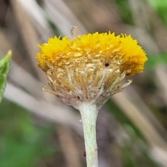 Coronidium scorpioides at Bowral, NSW - 7 Jan 2023