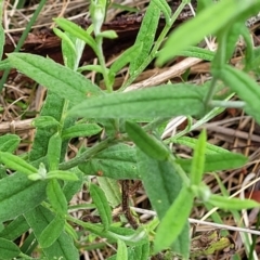 Coronidium scorpioides at Bowral, NSW - 7 Jan 2023