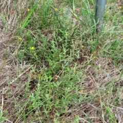 Coronidium scorpioides at Bowral, NSW - 7 Jan 2023